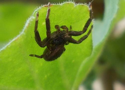 Xysticus sp. - Sannio beneventano (BN)